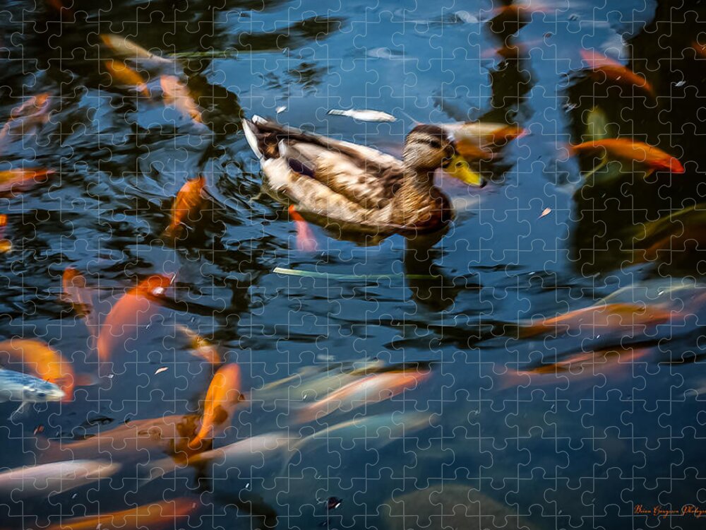 Duck with the koi - Puzzle