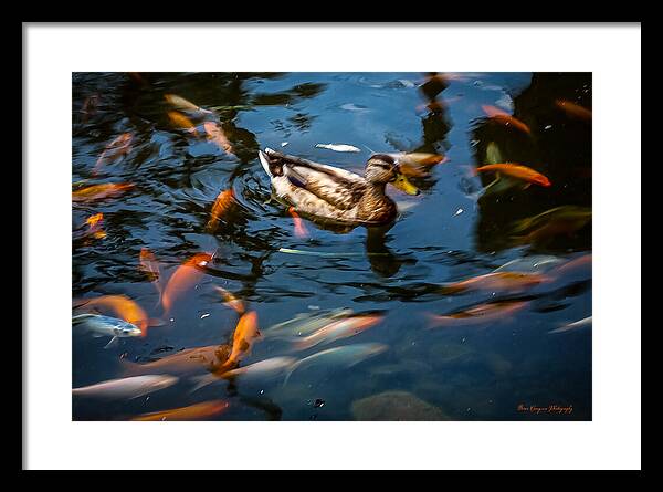 Duck with the koi - Framed Print