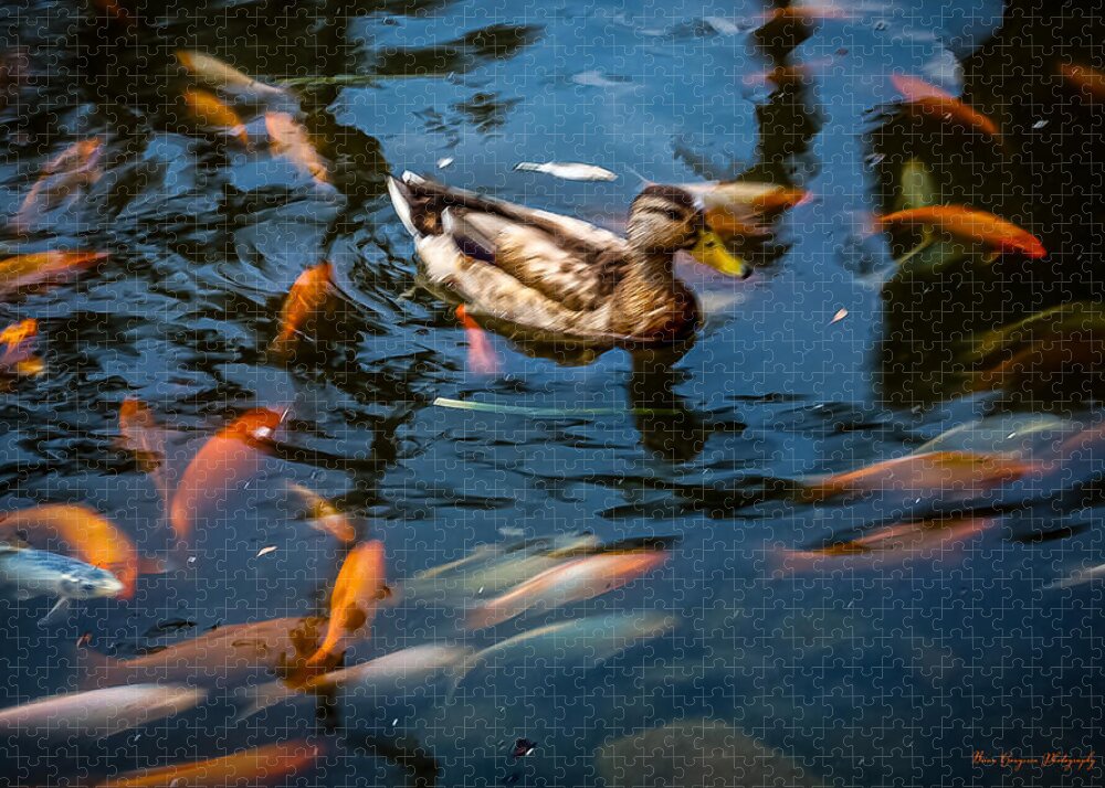 Duck with the koi - Puzzle
