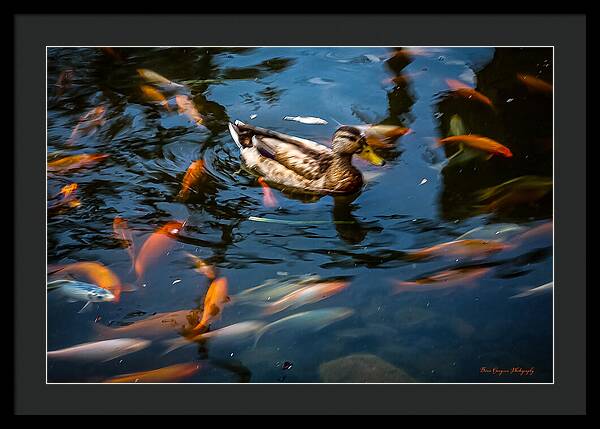 Duck with the koi - Framed Print