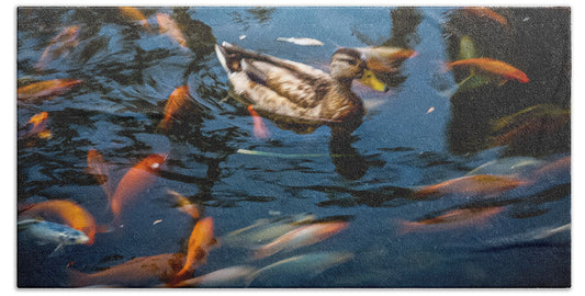 Duck with the koi - Beach Towel