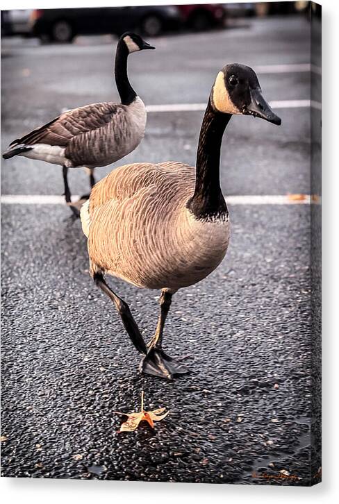 Geese in the parking lot - Canvas Print