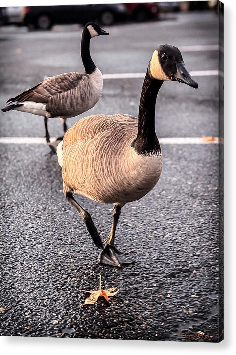 Geese in the parking lot - Acrylic Print