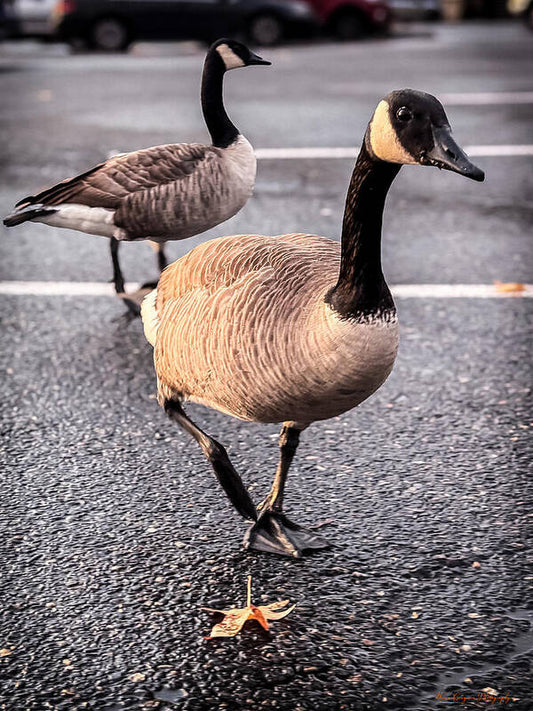 Geese in the parking lot - Art Print