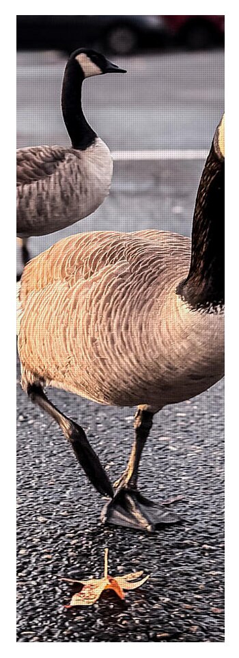 Geese in the parking lot - Yoga Mat