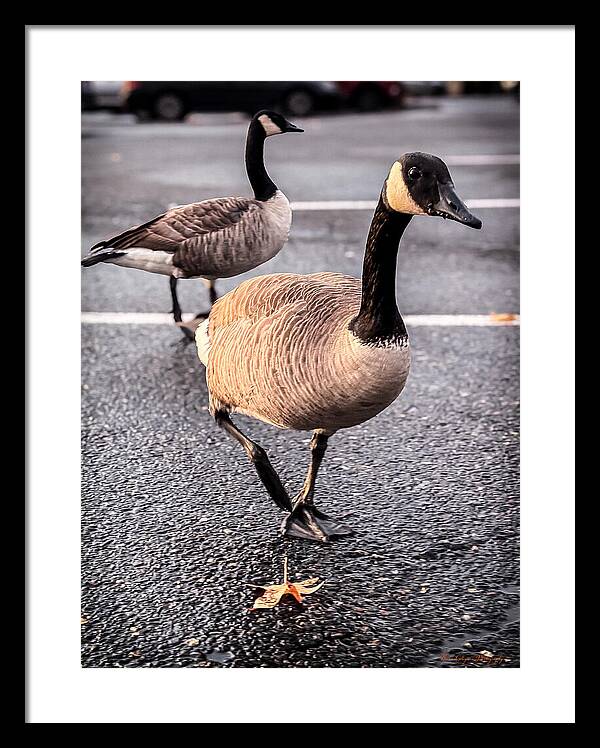 Geese in the parking lot - Framed Print