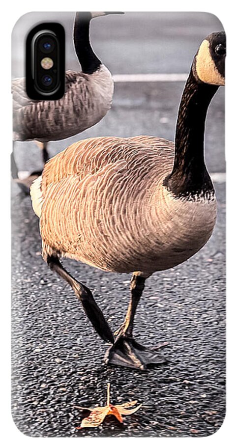 Geese in the parking lot - Phone Case
