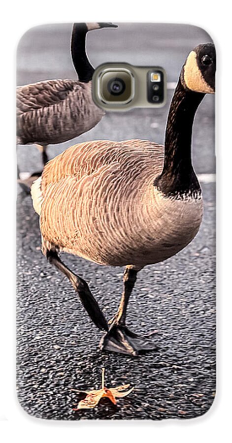 Geese in the parking lot - Phone Case