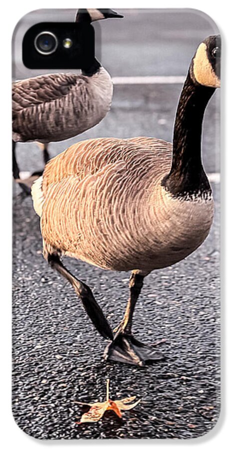 Geese in the parking lot - Phone Case