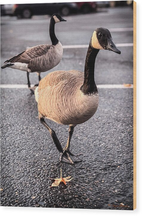 Geese in the parking lot - Wood Print