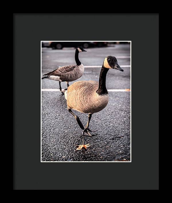 Geese in the parking lot - Framed Print
