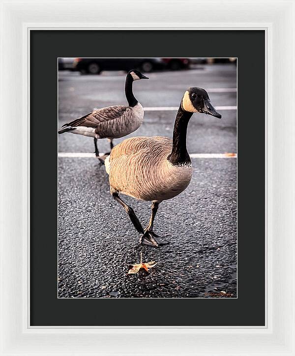 Geese in the parking lot - Framed Print
