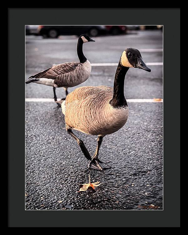 Geese in the parking lot - Framed Print