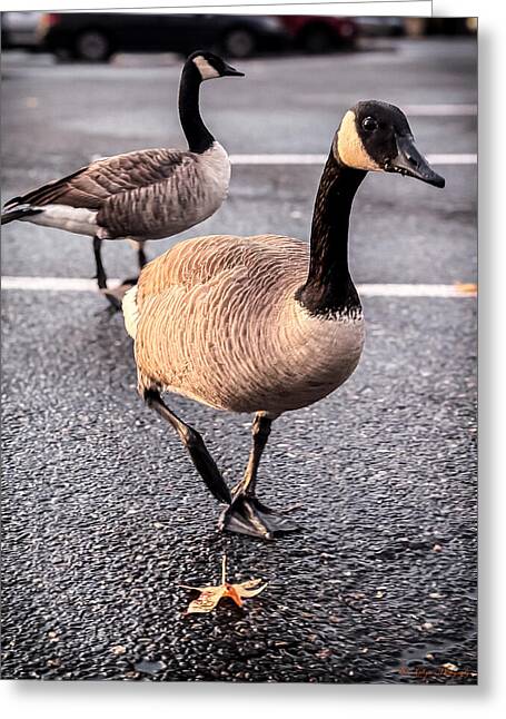 Geese in the parking lot - Greeting Card