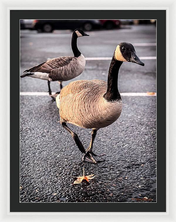 Geese in the parking lot - Framed Print