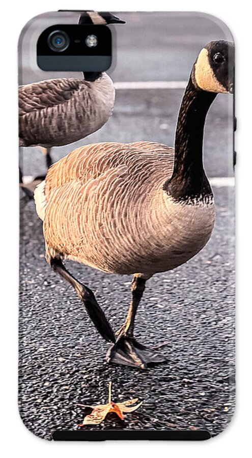 Geese in the parking lot - Phone Case
