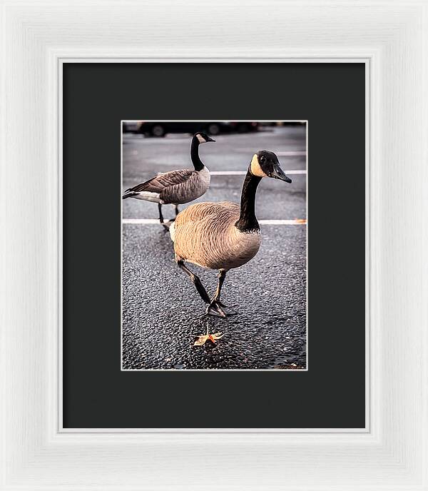 Geese in the parking lot - Framed Print