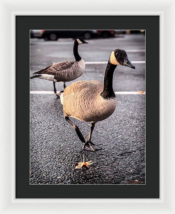 Geese in the parking lot - Framed Print