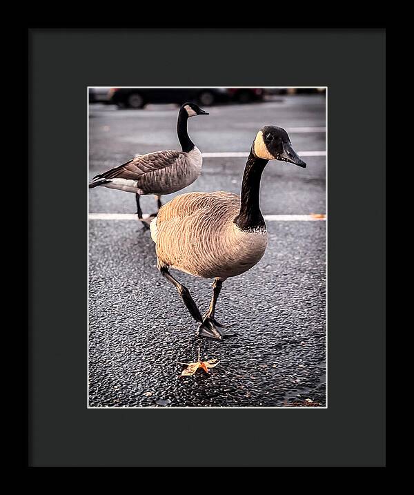 Geese in the parking lot - Framed Print