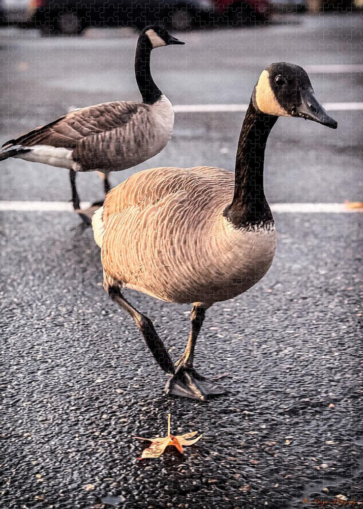 Geese in the parking lot - Puzzle