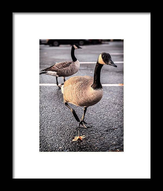 Geese in the parking lot - Framed Print