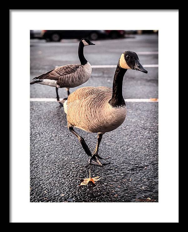 Geese in the parking lot - Framed Print