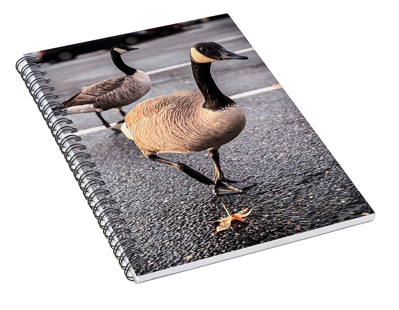 Geese in the parking lot - Spiral Notebook