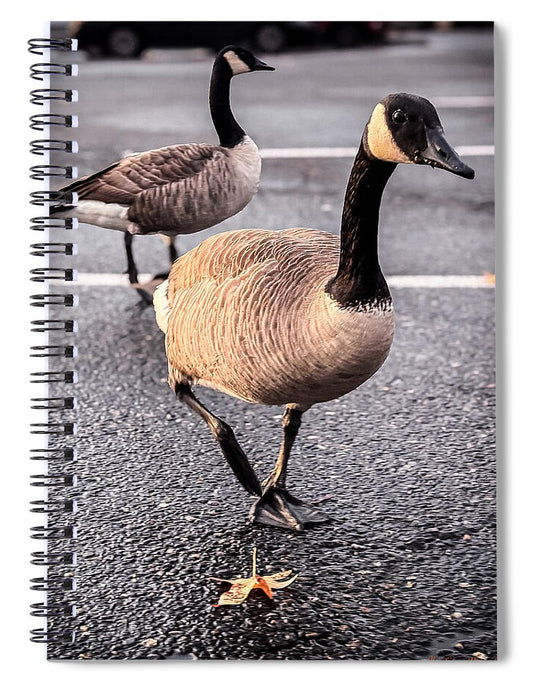 Geese in the parking lot - Spiral Notebook