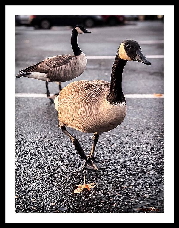 Geese in the parking lot - Framed Print