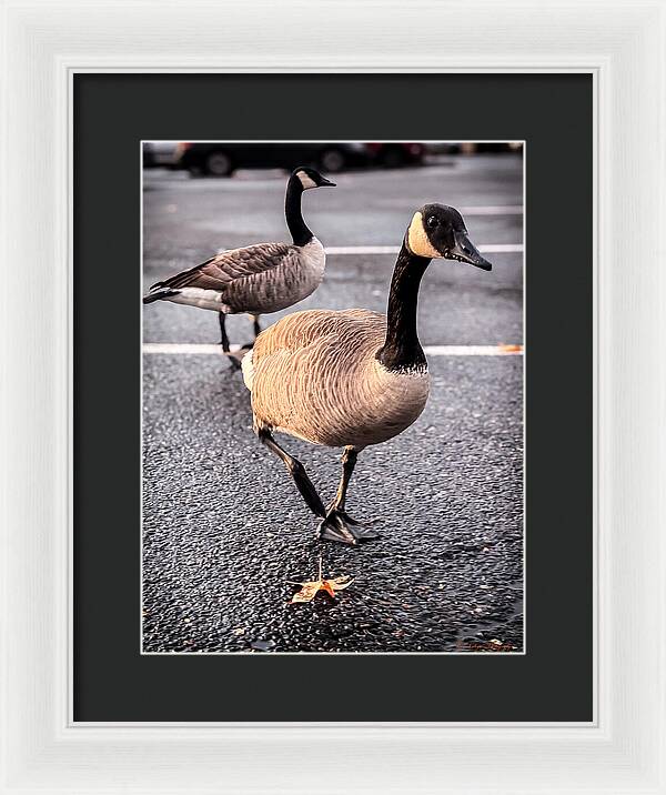 Geese in the parking lot - Framed Print