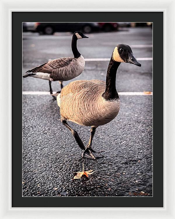 Geese in the parking lot - Framed Print