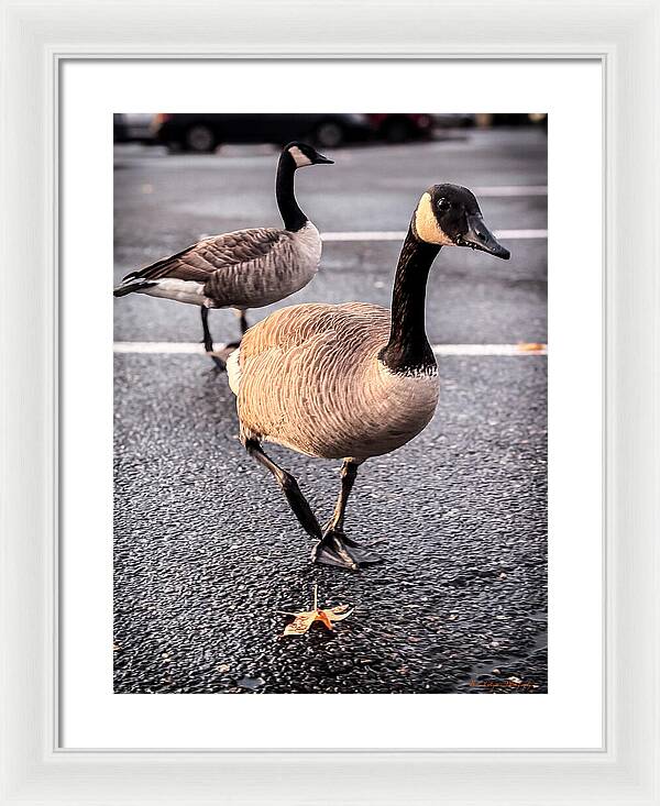Geese in the parking lot - Framed Print