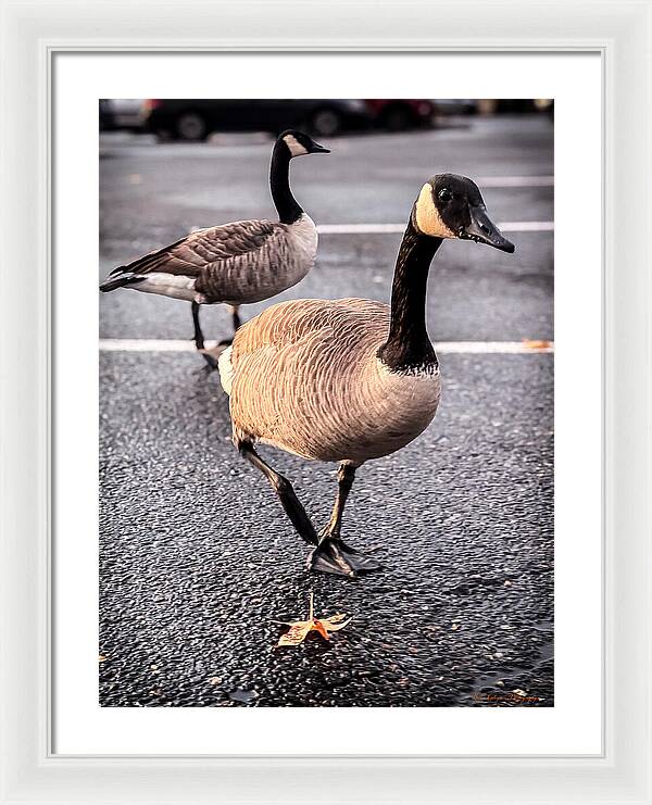 Geese in the parking lot - Framed Print
