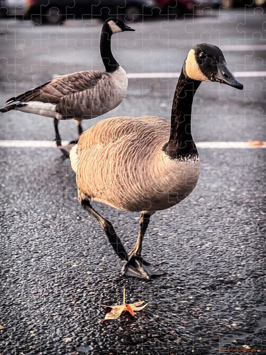 Geese in the parking lot - Puzzle
