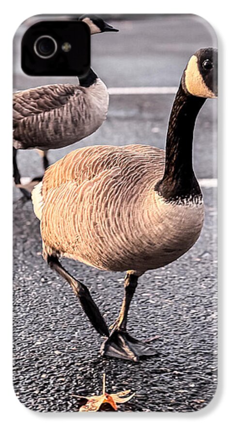 Geese in the parking lot - Phone Case