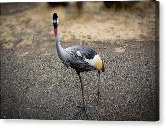 Goosed  - Canvas Print