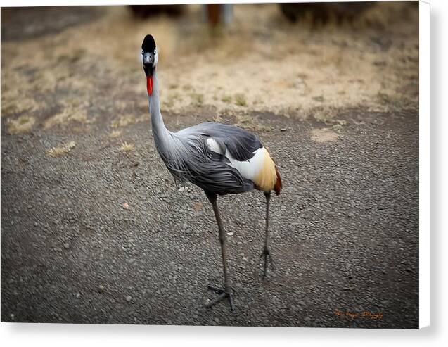 Goosed  - Canvas Print