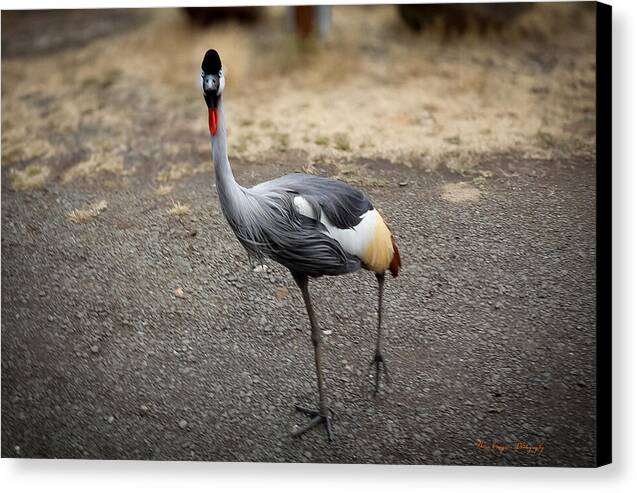 Goosed  - Canvas Print