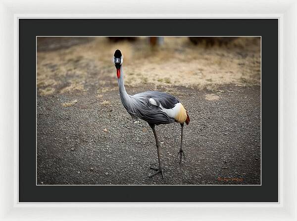 Goosed  - Framed Print