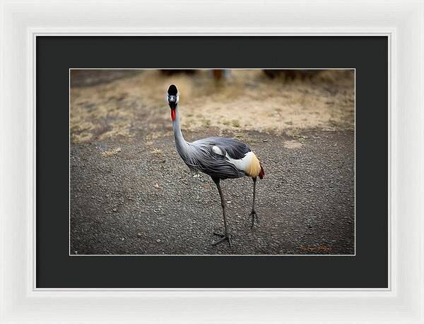 Goosed  - Framed Print