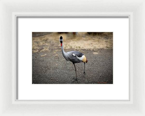 Goosed  - Framed Print