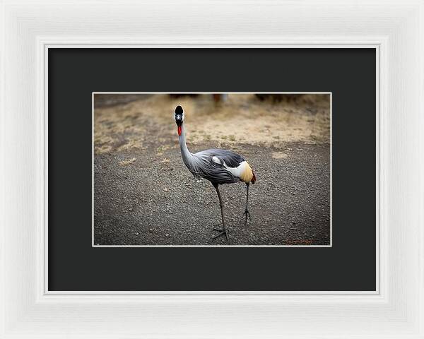 Goosed  - Framed Print