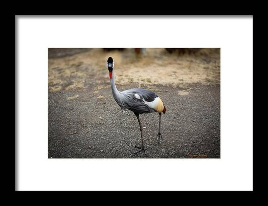 Goosed  - Framed Print