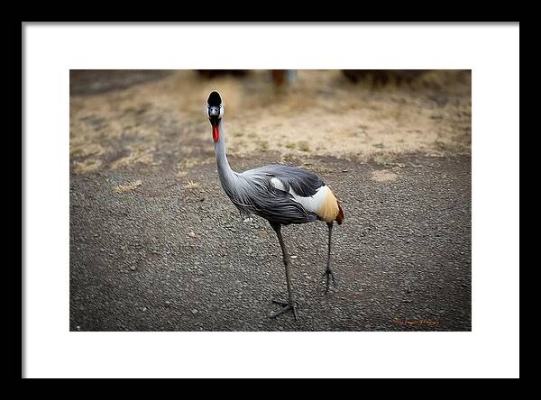 Goosed  - Framed Print