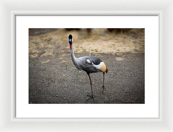 Goosed  - Framed Print