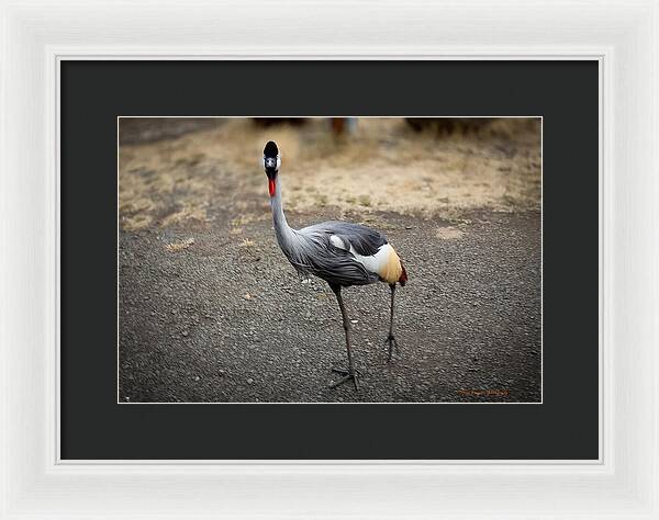 Goosed  - Framed Print