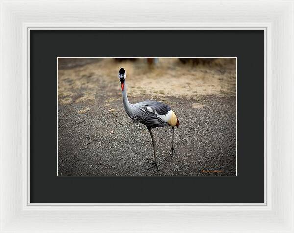 Goosed  - Framed Print