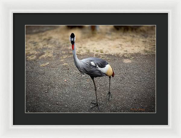 Goosed  - Framed Print