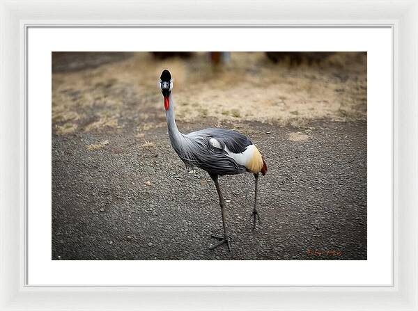 Goosed  - Framed Print