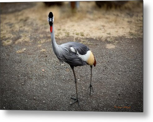 Goosed  - Metal Print